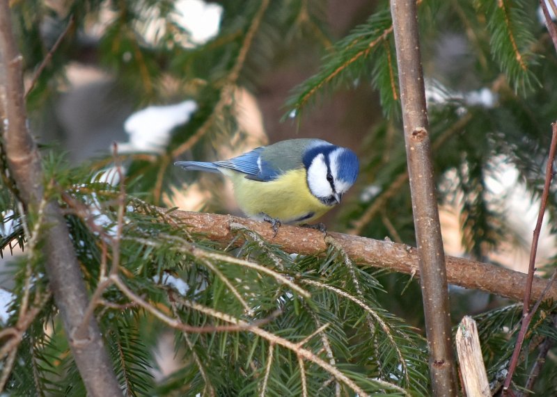 Blue tit