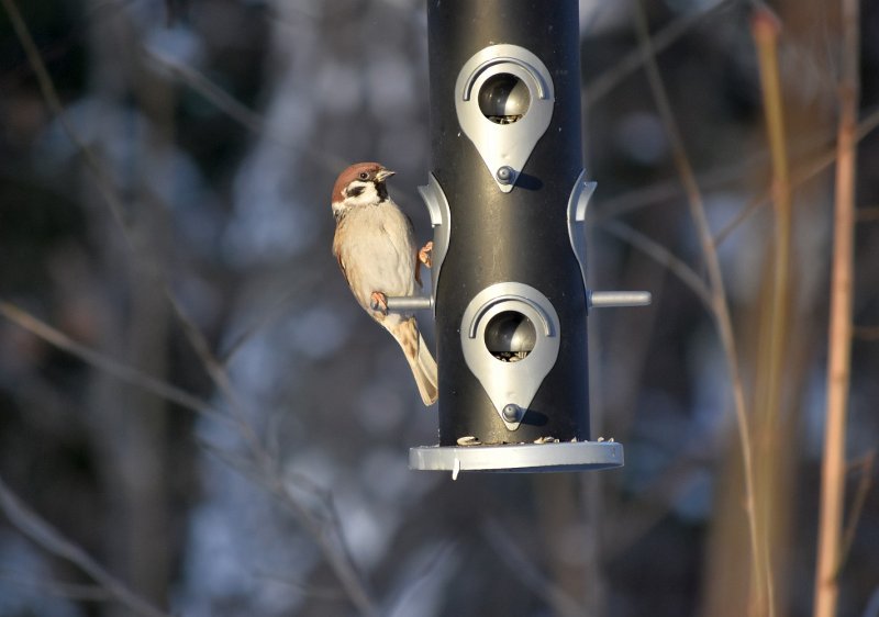 Eurasian tree sparrow