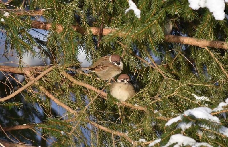 Eurasian tree sparrows