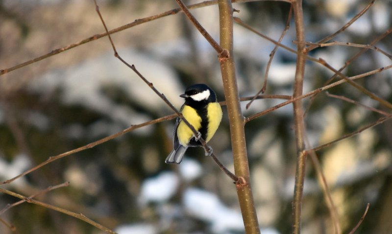 Great tit