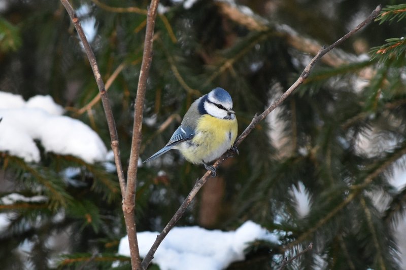 Blue tit