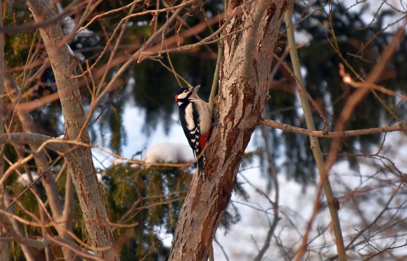 Great spotted woodpecker