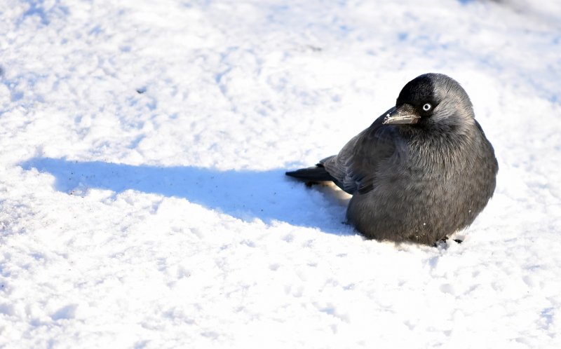 Jackdaw