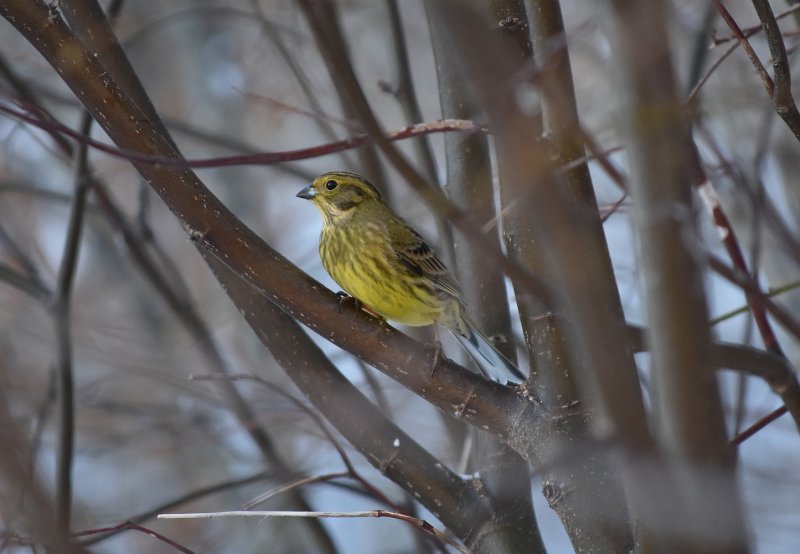 Yellowhammer