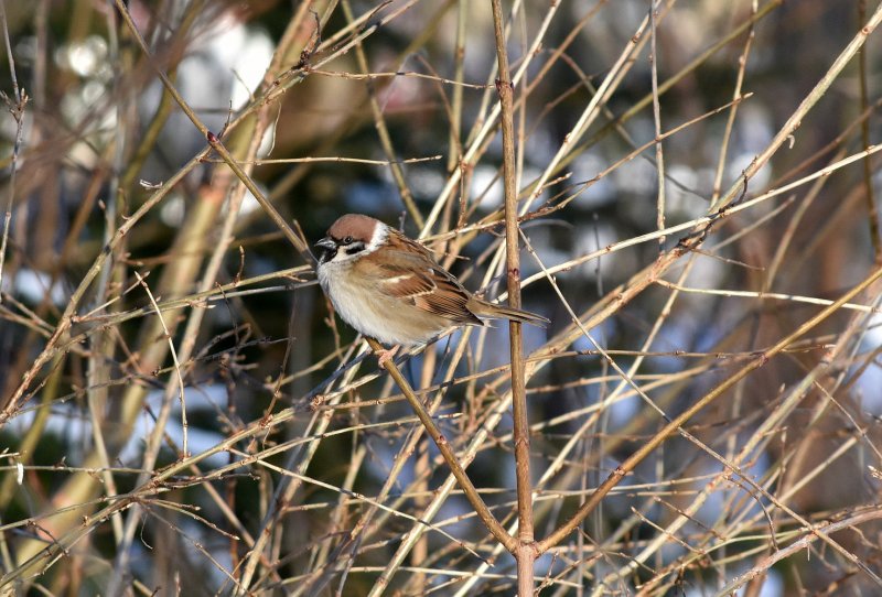 Eurasian tree sparrow