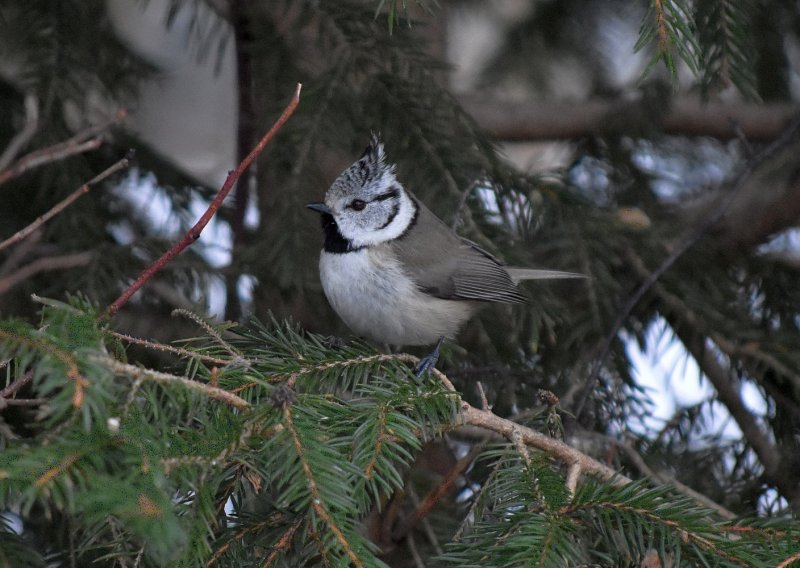 Crested Tit