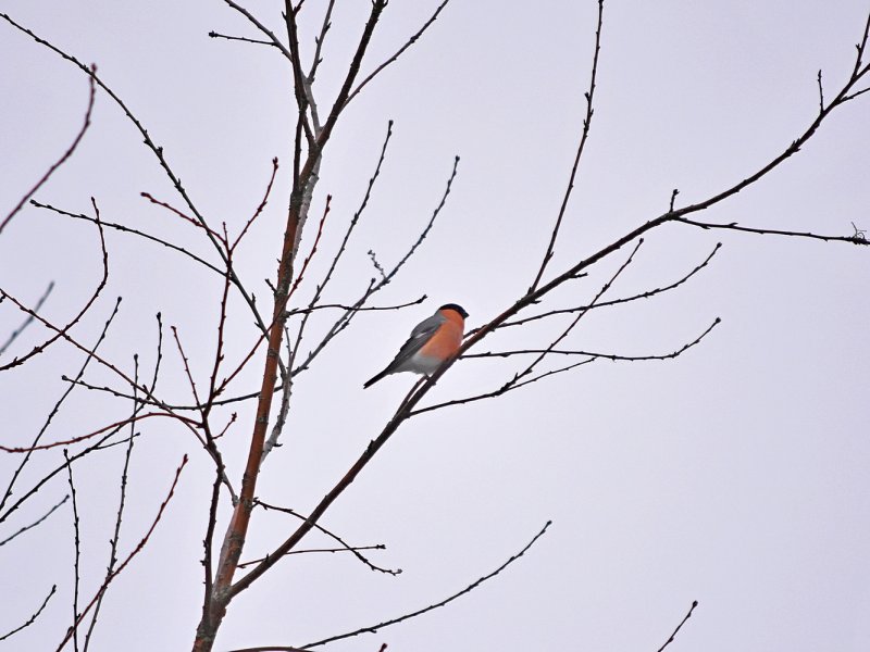 Eurasian Bullfinch