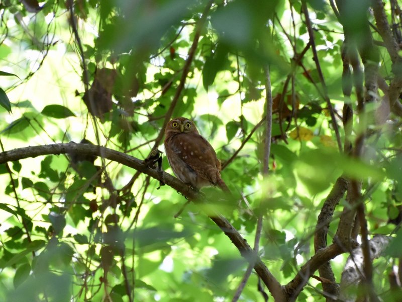 Ferruginous pygmy owl