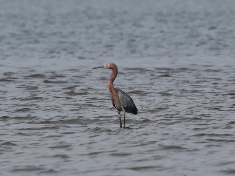Reddish egret