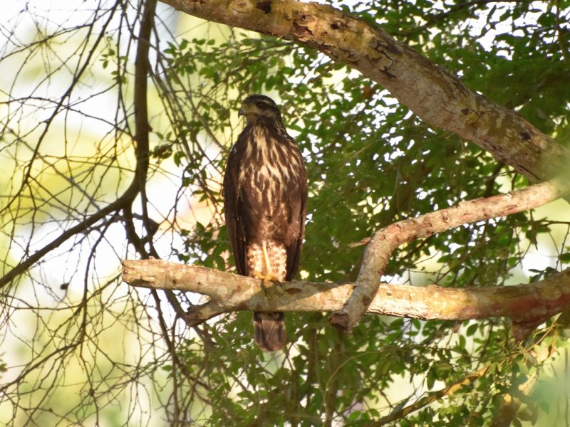 Black hawk immature