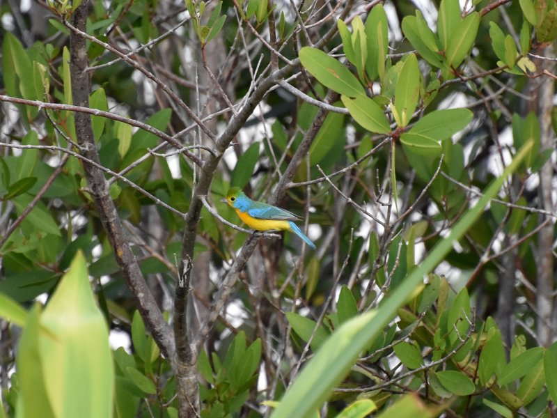 Orange-breasted bunting