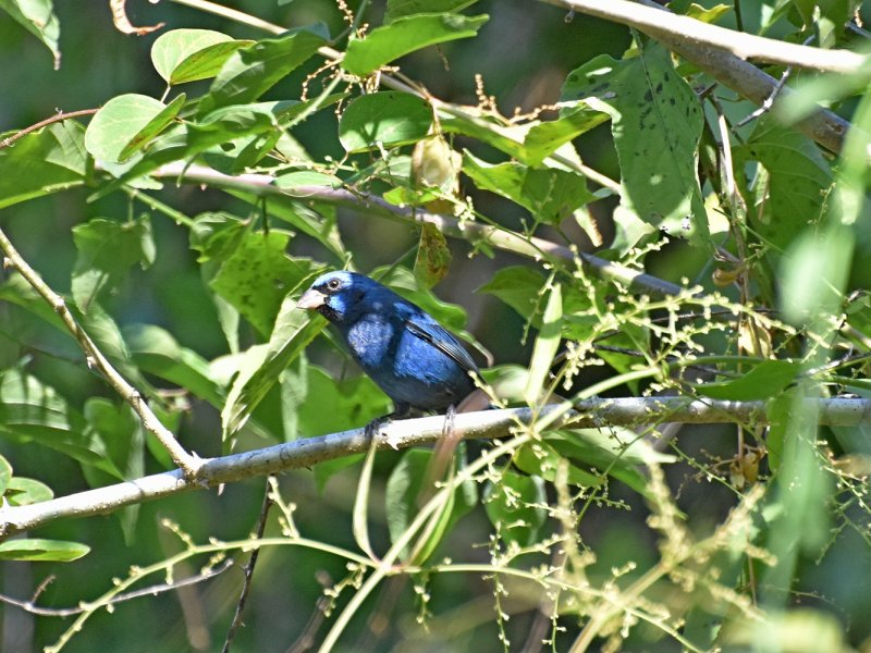 Blue bunting