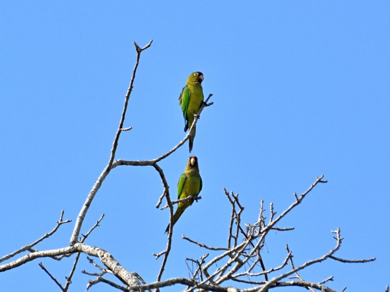 Orange-fronted parakeet