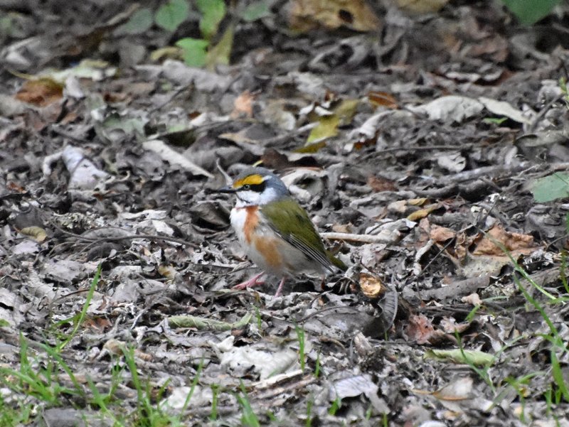 Chestnut-sided Shrike-vireo