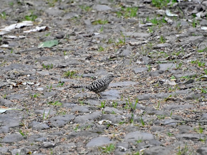 Gray-barred wren