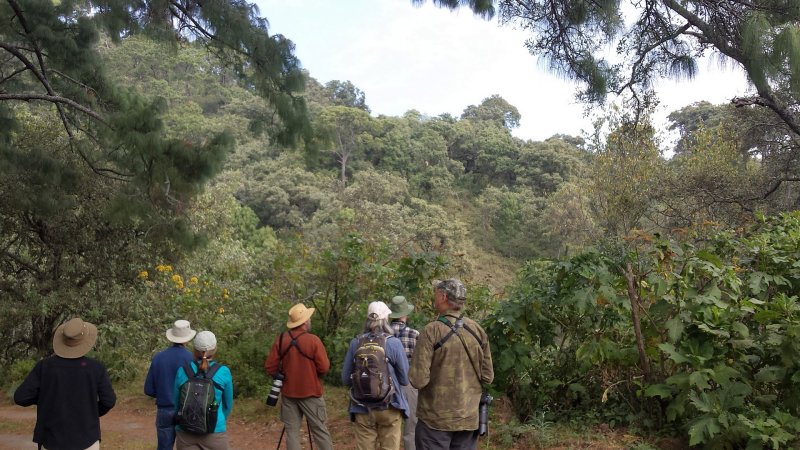 Volcan de Fuego birding 10 Feb 2016