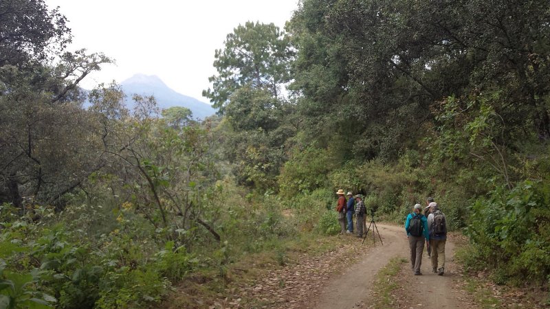 Volcan de Fuego birding 10 Feb 2016