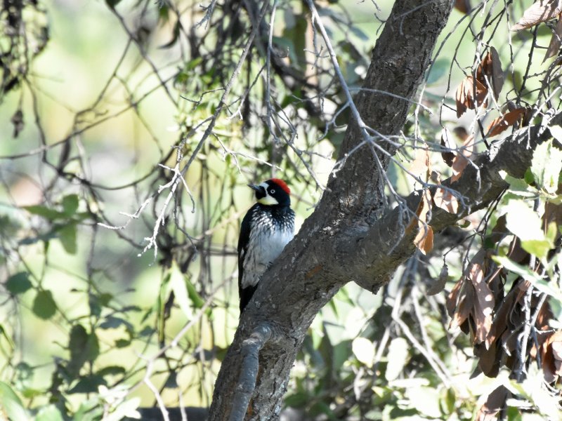 Acorn woodpecker