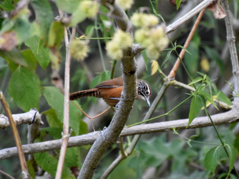 Happy wren