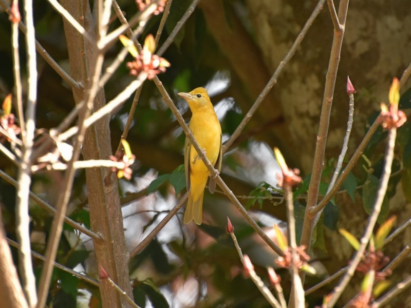 Summer tanager