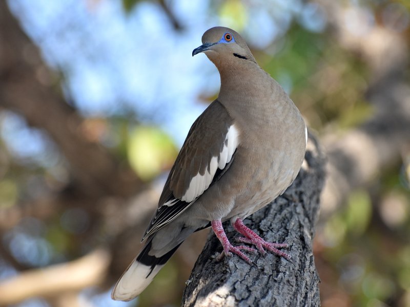 White-winged dove