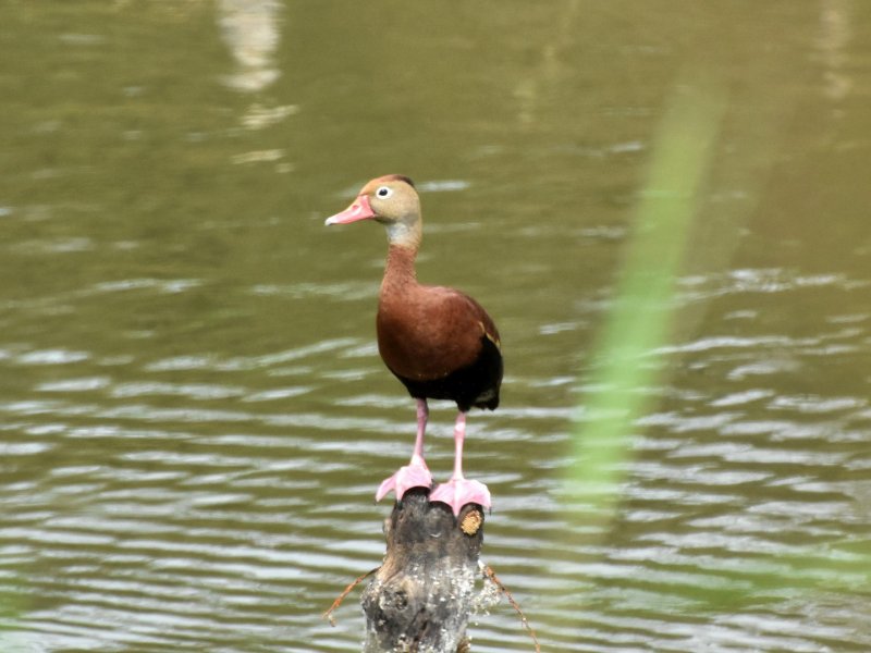 Black-bellied whistling duck