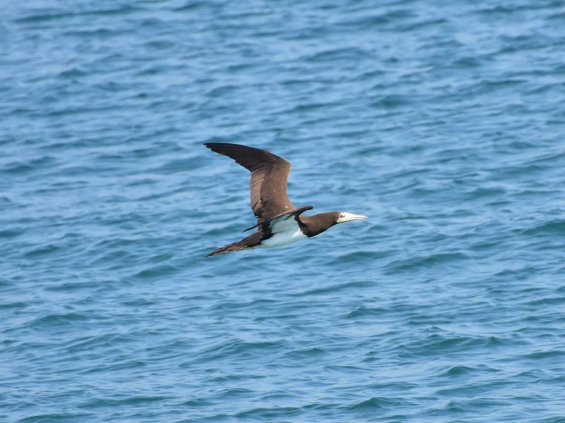 Brown Booby