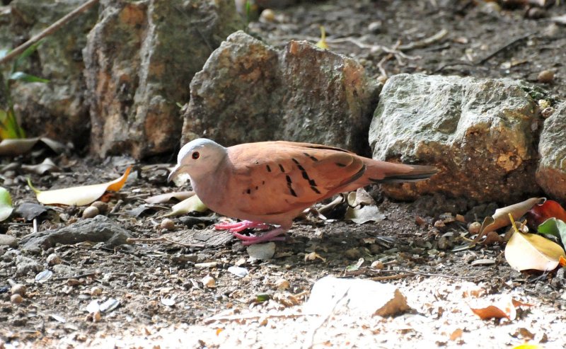 Ruddy ground dove at Balboa Inn