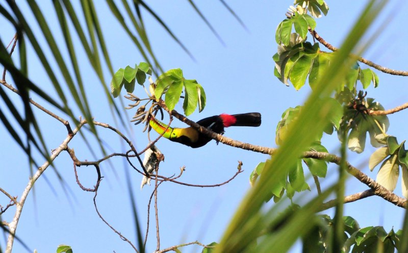 Keel-billed Toucan