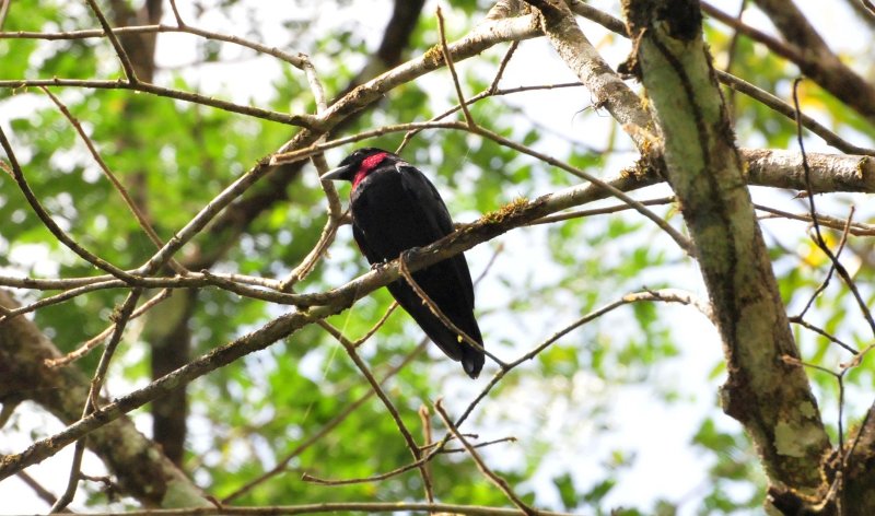 Purple-throated Fruitcrow