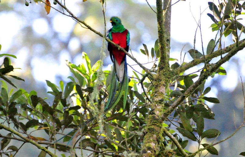 Resplendent Quetzal