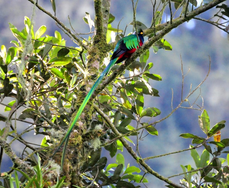 Resplendent Quetzal