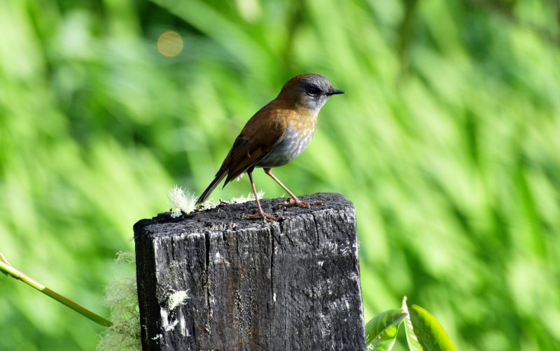 Black-billed Nightingale-thrush