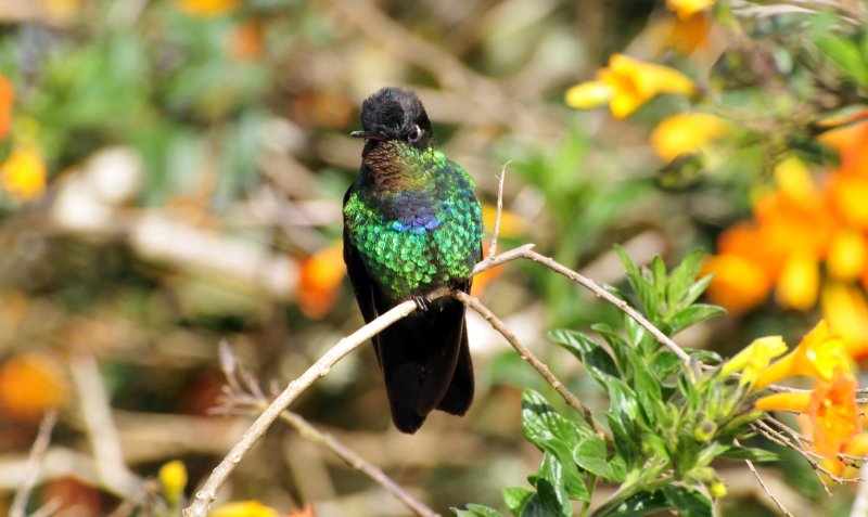 Fiery-throated Hummingbird