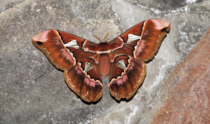 Panama moth