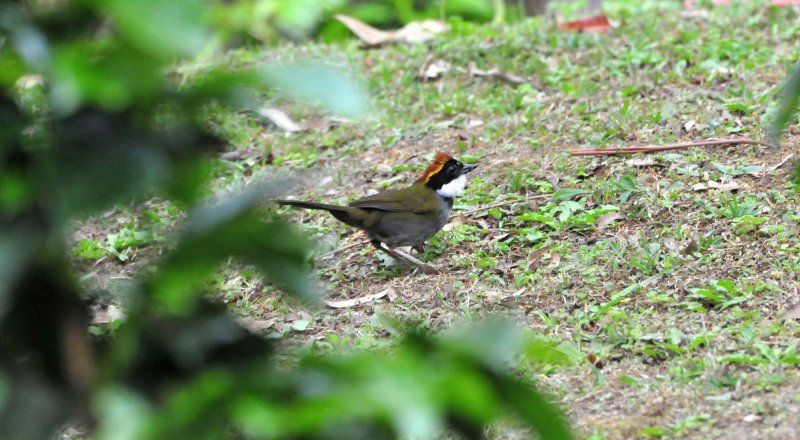 Chestnut-capped Brush-Finch