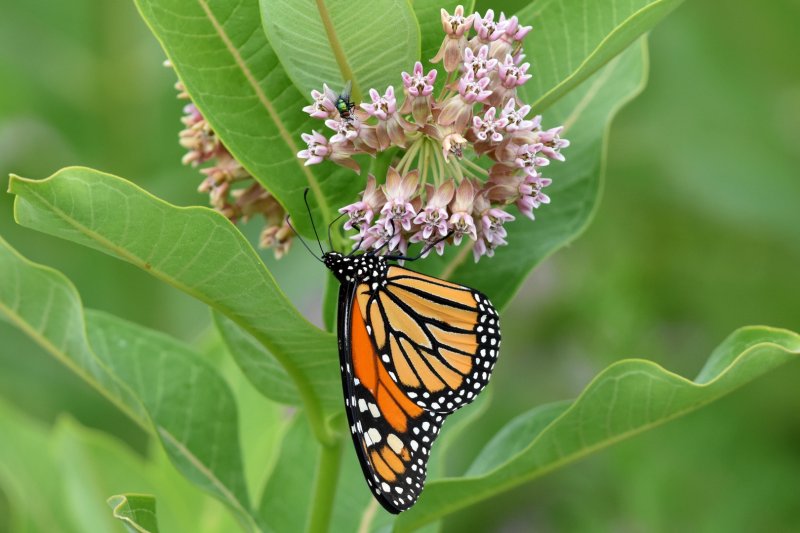 Monarch 27 July 2016c.jpg
