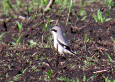 Loggerhead shrike Portage Co 7 June 2013c.jpg