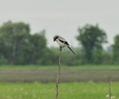 Loggerhead shrike Portage Co 7 June 2013f.jpg