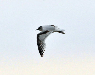 Little Gull at Algoma 10 June 2013