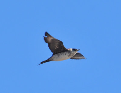 Parasitic jaeger WI Point 13 Sept 2013b.jpg