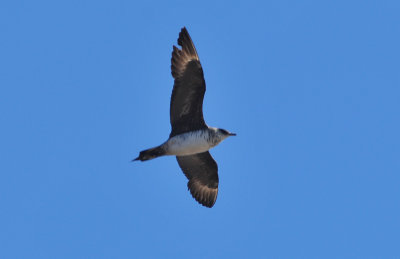 Parasitic jaeger WI Point 13 Sept 2013c.jpg