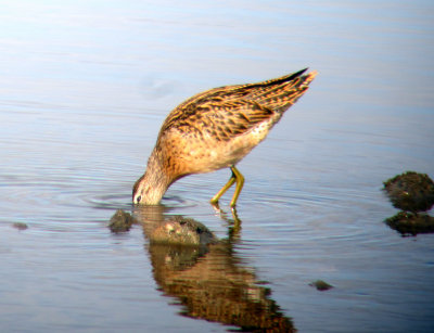 SB Dowitcher3.jpg