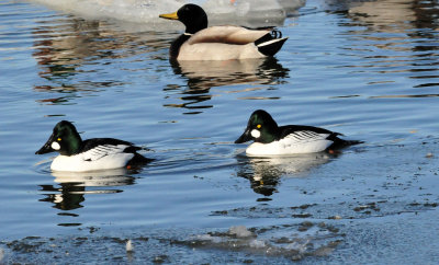 Common goldeneye Two Rivers WI 19 Feb 2014