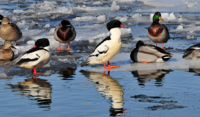 Common merganser Two Rivers WI 19 Feb 2014