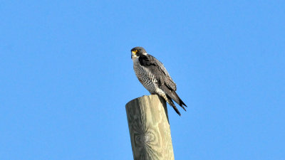 Peregrine falcon Two Rivers WI 19 Feb 2014