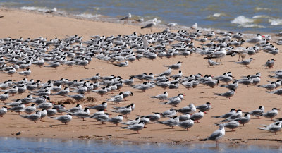 Lake Michigan Terns