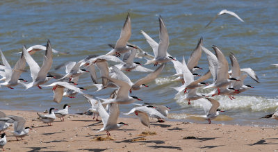 Common terns in flight