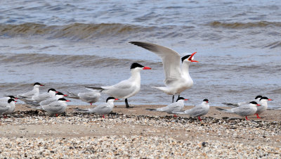 Caspian and common terns