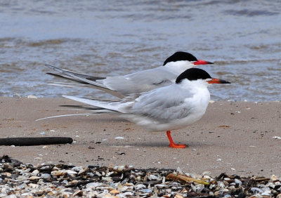 Forster's and Common terns01
